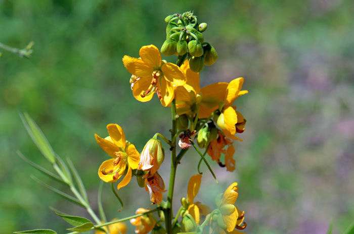 Woolly Senna has yellow to deep orange-yellow irregular flowers with prominent darker brown veins as the flower matures. Senna hirsuta var. glaberrima